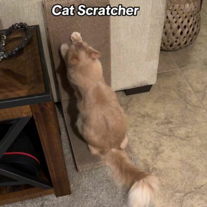 cat scratcher