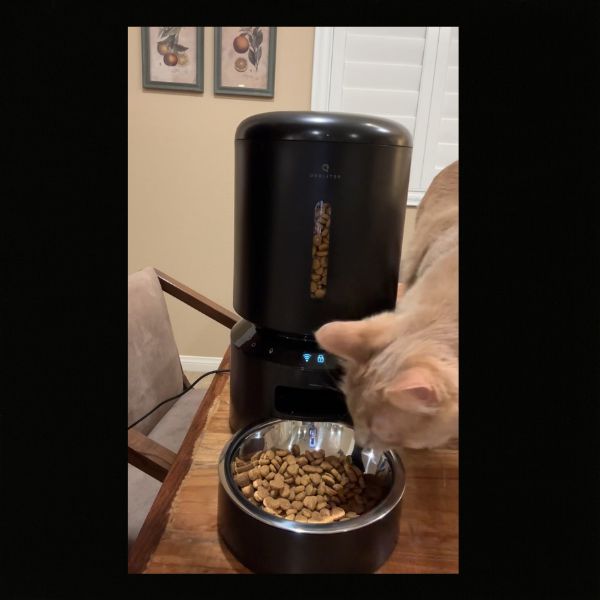 black pet libro automatic cat feeder