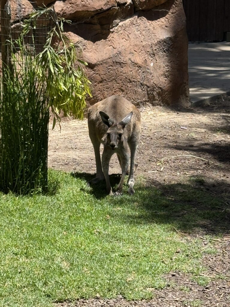 The Santa Barbara Zoo 17 IMG 6139