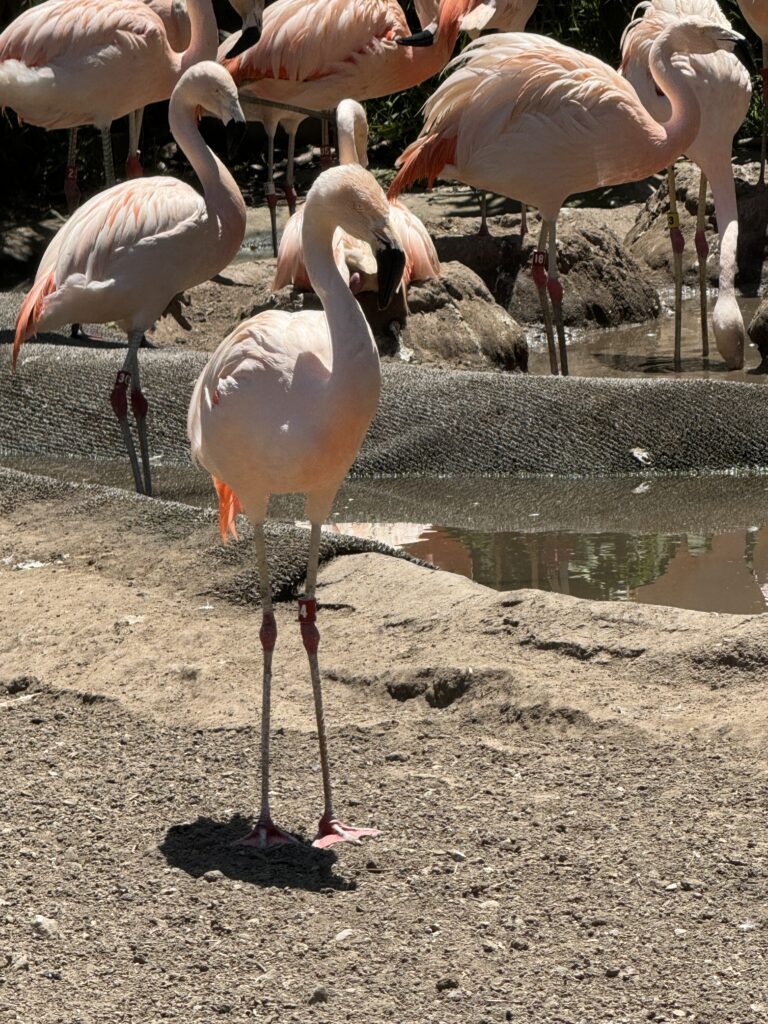 The Santa Barbara Zoo 18 IMG 6143
