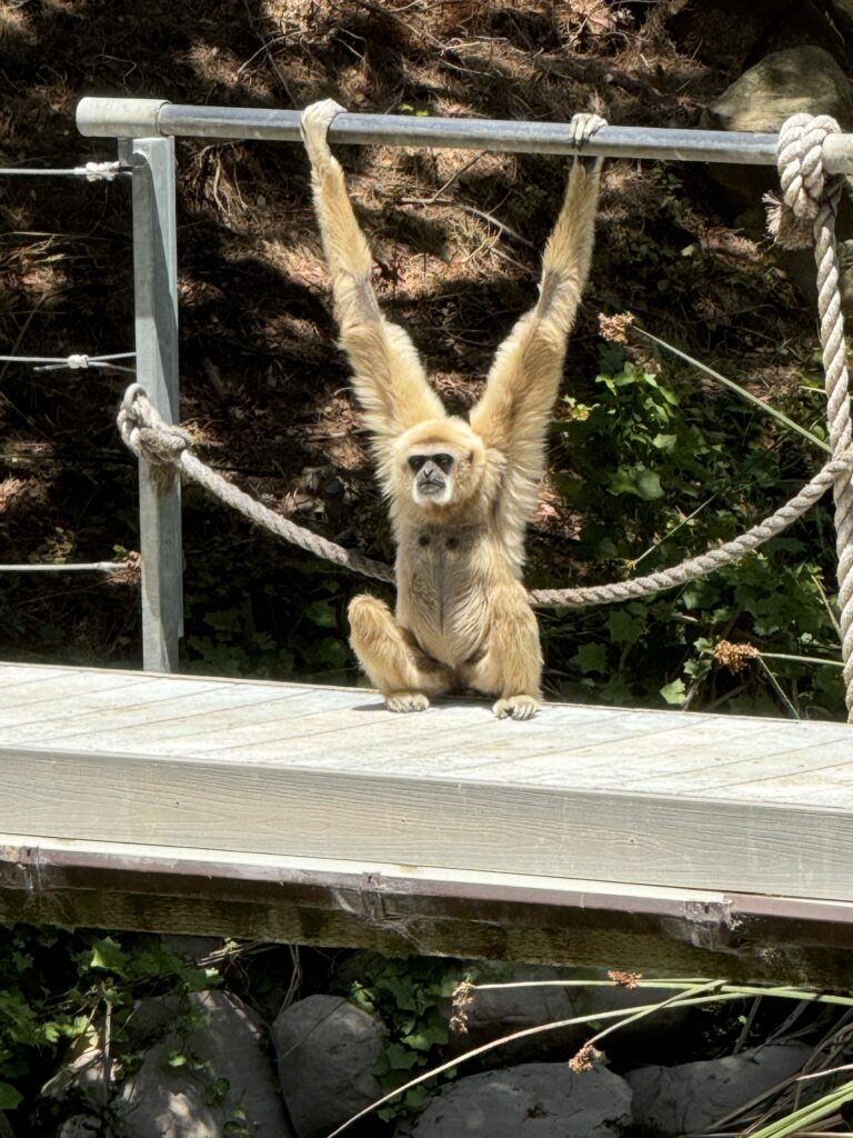 The Santa Barbara Zoo 15 IMG 6145