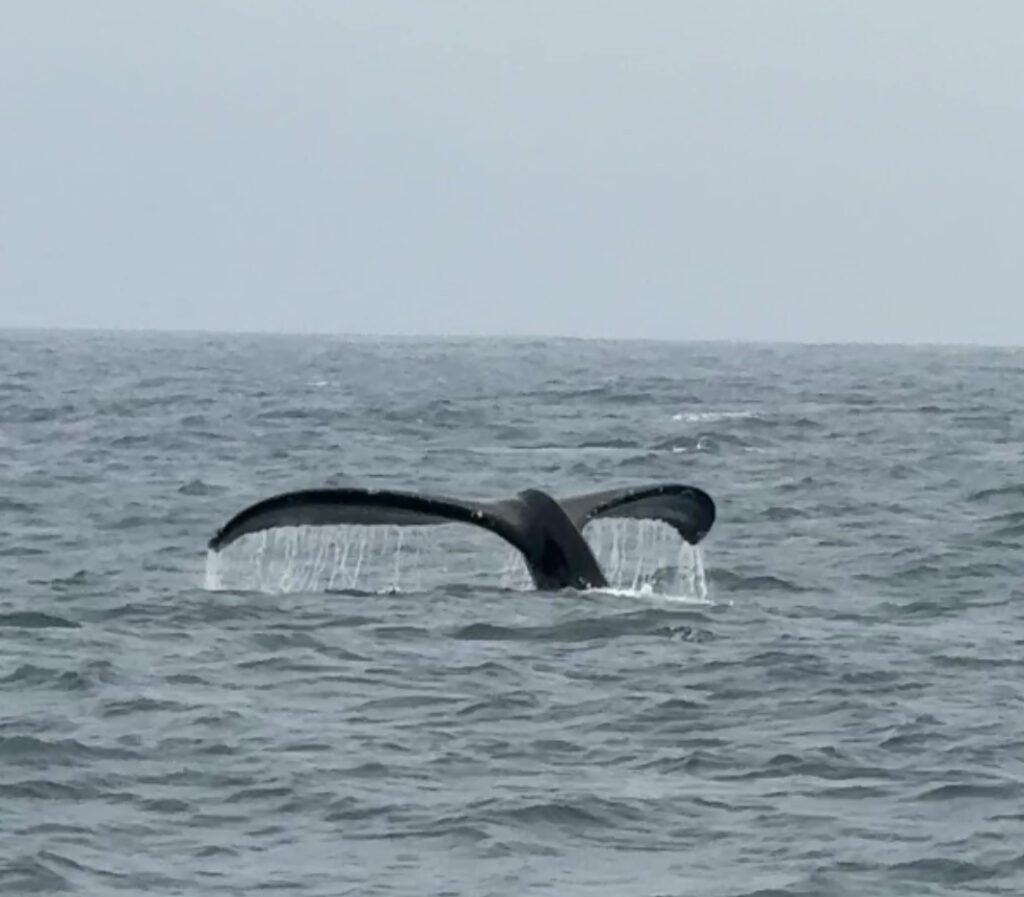 Santa Barbara Whale Watching 15 IMG 6206